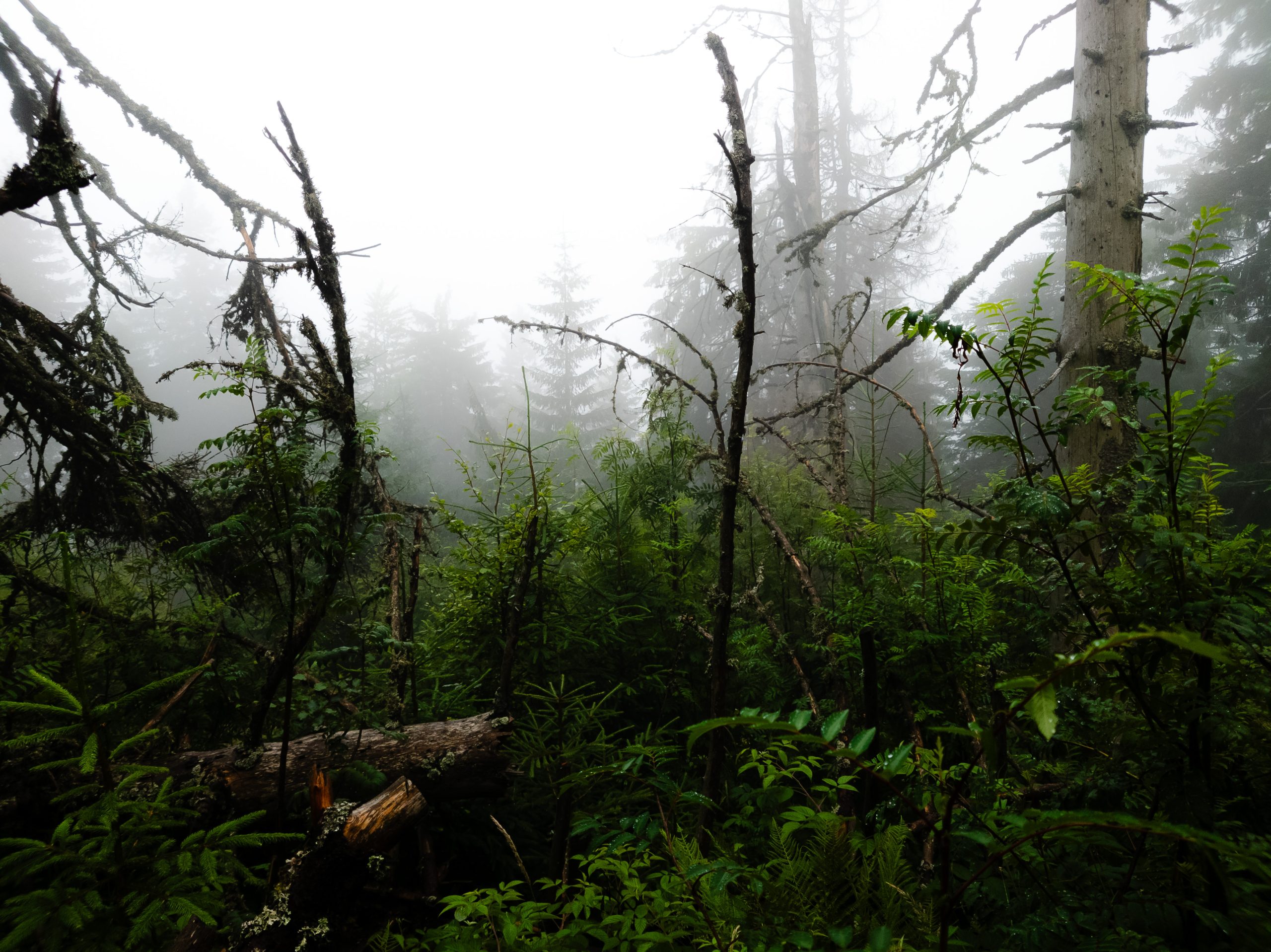 Nečakaný mini trump